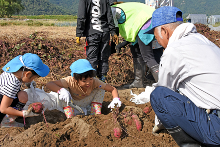 村保サツマイモ堀08